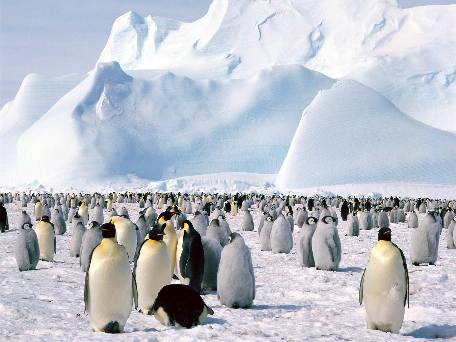 Emperor Penguins Antarctica6714210451